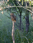 Great Horned Owl 1295